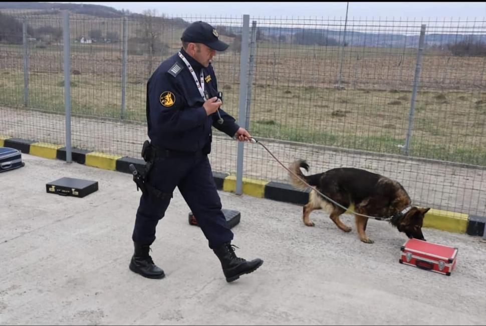 "Câinii vorbesc, dar doar celor care ştiu să asculte" | Ea este Ursa, căţeluşa vedetă din Vama Racovăţ 824922