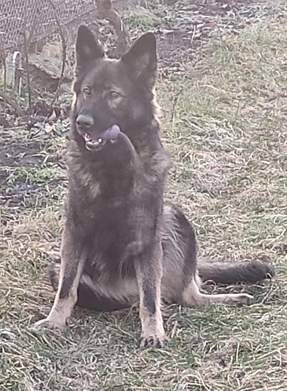 "Câinii vorbesc, dar doar celor care ştiu să asculte" | Ea este Ursa, căţeluşa vedetă din Vama Racovăţ 824923