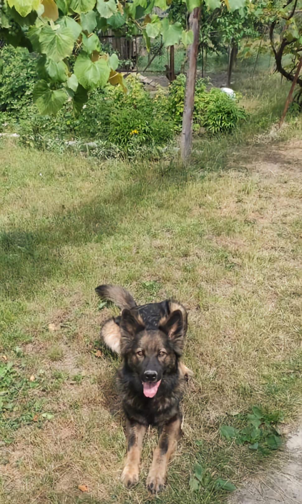 "Câinii vorbesc, dar doar celor care ştiu să asculte" | Ea este Ursa, căţeluşa vedetă din Vama Racovăţ 824927