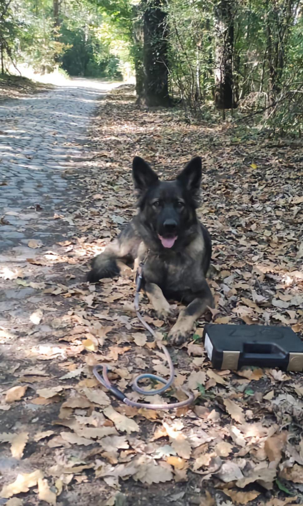 "Câinii vorbesc, dar doar celor care ştiu să asculte" | Ea este Ursa, căţeluşa vedetă din Vama Racovăţ 824928