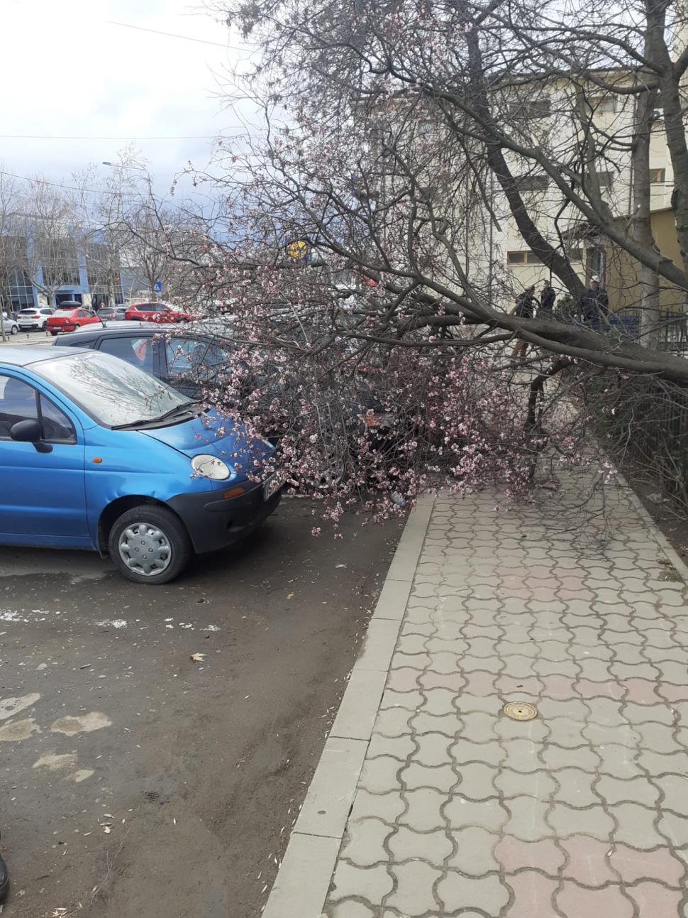 Vântul puternic a făcut ravagii în mai multe zone din țară. Copaci rupți și mașini avariate 825250