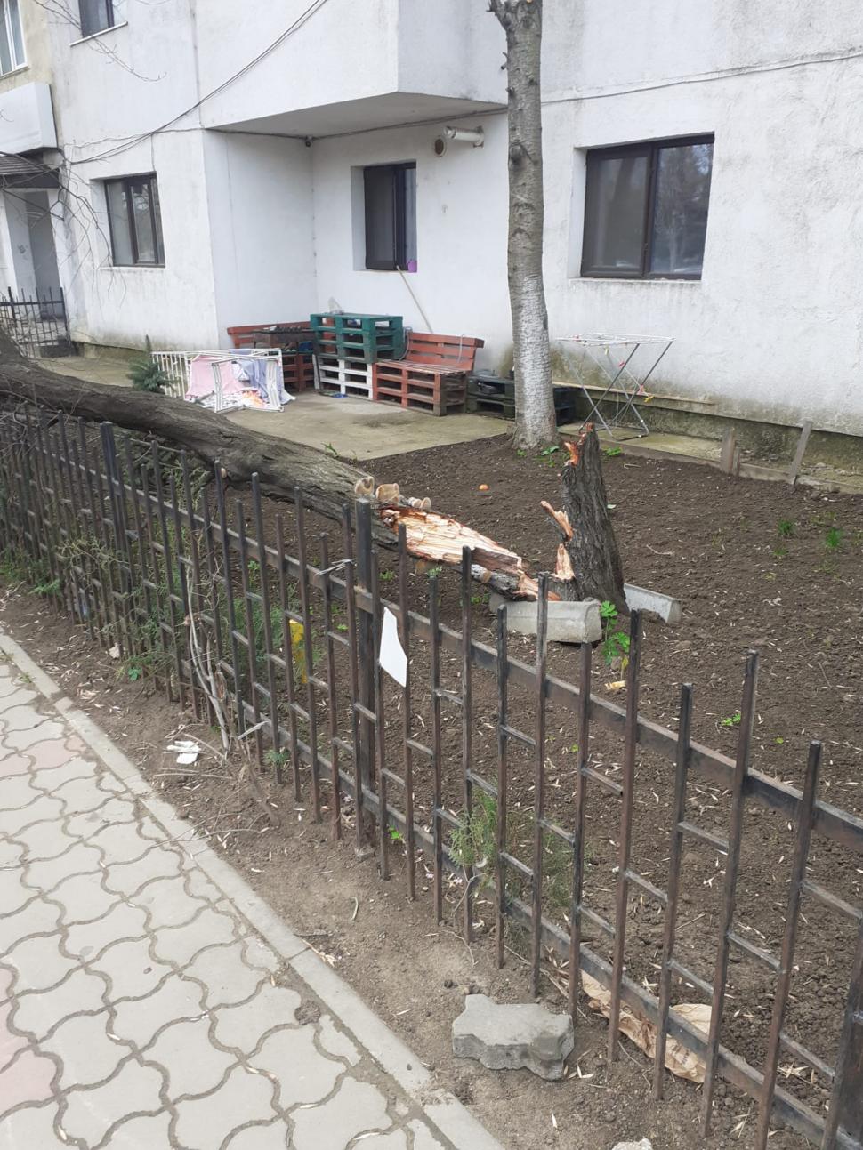 Vântul puternic a făcut ravagii în mai multe zone din țară. Copaci rupți și mașini avariate 825251