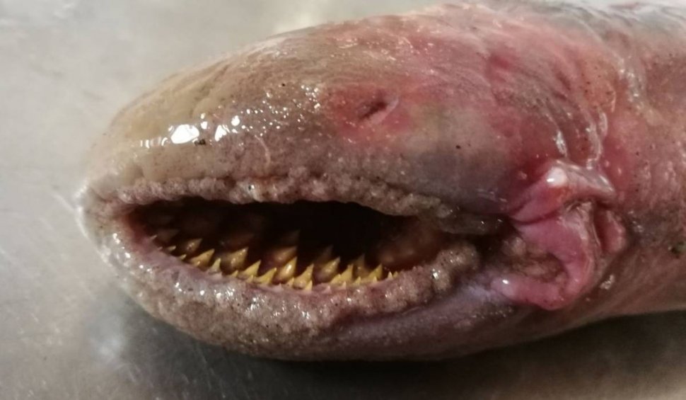 Creatura bizară, descoperită pe o plajă din Olanda | Suge sângele victimei și are mai multe rânduri de dinți