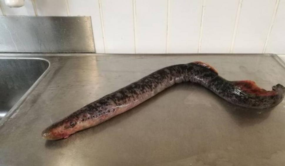 Creatura bizară, descoperită pe o plajă din Olanda | Suge sângele victimei și are mai multe rânduri de dinți 825673