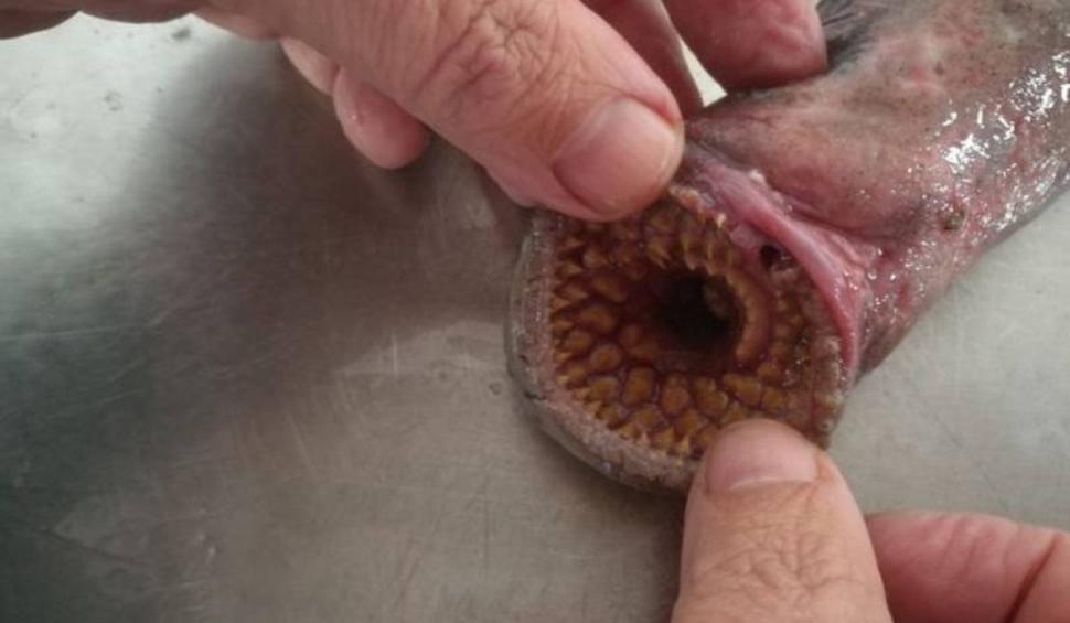 Creatura bizară, descoperită pe o plajă din Olanda | Suge sângele victimei și are mai multe rânduri de dinți 825674