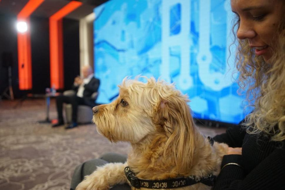 Hilde Tudora, Protecția Animalelor CJ Ilfov: ”Facem apel la oameni să adopte animale. Avem nevoie doar de trei documente” 825762