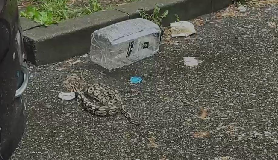 Un piton a fost găsit pe stradă, în Baia Mare 826011