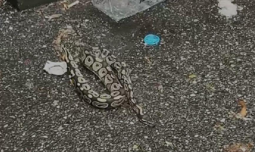 Un piton a fost găsit pe stradă, în Baia Mare 826013