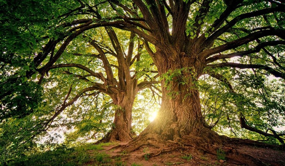 Copacii care nu vor mai putea fi tăiaţi. Legea a fost adoptată de Parlament