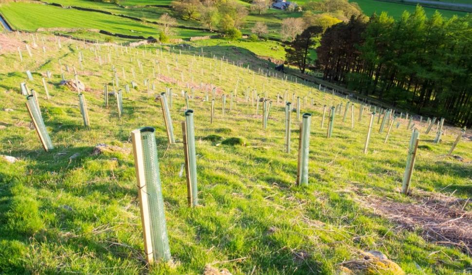 Copacii care nu vor mai putea fi tăiaţi. Legea a fost adoptată de Parlament 826238