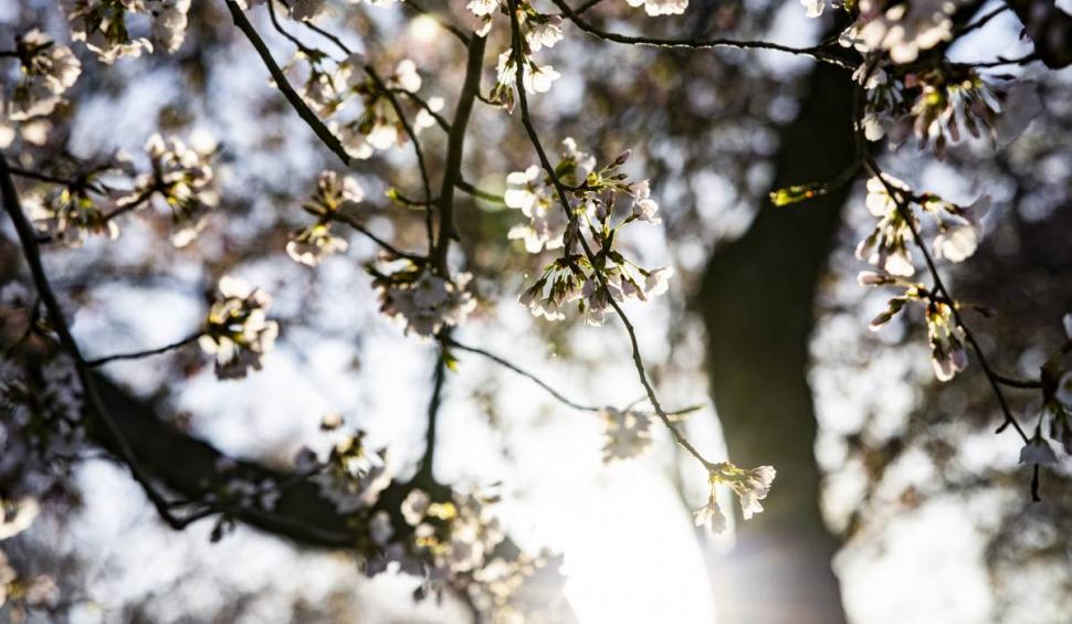 Copacii care nu vor mai putea fi tăiaţi. Legea a fost adoptată de Parlament 826239