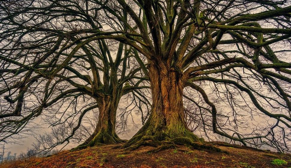 Copacii care nu vor mai putea fi tăiaţi. Legea a fost adoptată de Parlament 826248