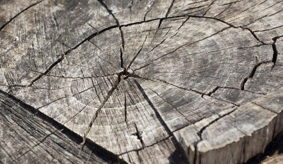 Copacii care nu vor mai putea fi tăiaţi. Legea a fost adoptată de Parlament 826252