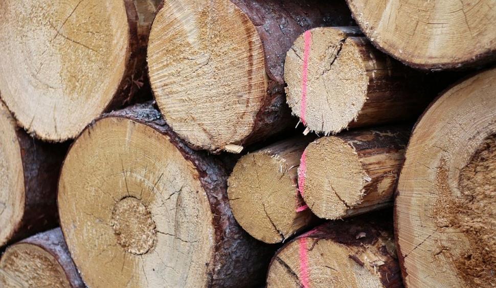 Copacii care nu vor mai putea fi tăiaţi. Legea a fost adoptată de Parlament 826253