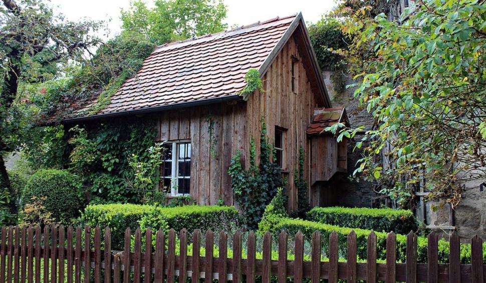 Copacii care nu vor mai putea fi tăiaţi. Legea a fost adoptată de Parlament 826254