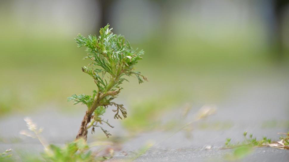 Trufandaua care te scapă de insomnie şi ajută la slăbit. Lidia Fecioru: "Trebuie consumată acum, în sezon" 826464