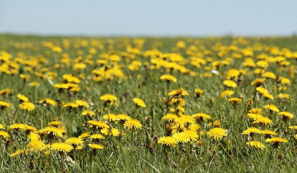 Trufandaua care te scapă de insomnie şi ajută la slăbit. Lidia Fecioru: "Trebuie consumată acum, în sezon" 826468