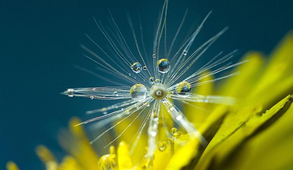 Trufandaua care te scapă de insomnie şi ajută la slăbit. Lidia Fecioru: "Trebuie consumată acum, în sezon" 826469