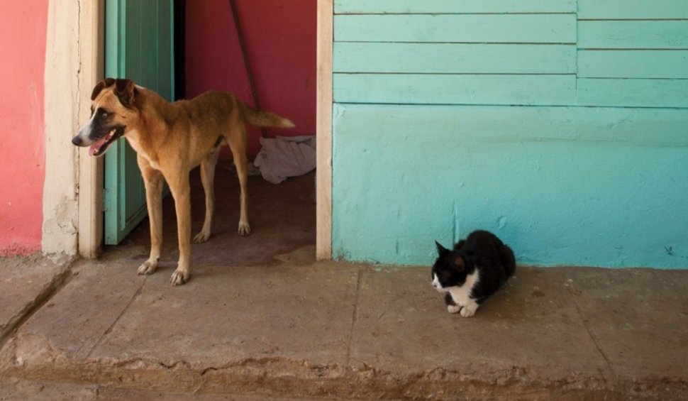 Sterilizare gratuită pentru câini și pisici, în Constanța. Cum se înscriu proprietarii animalelor de companie
