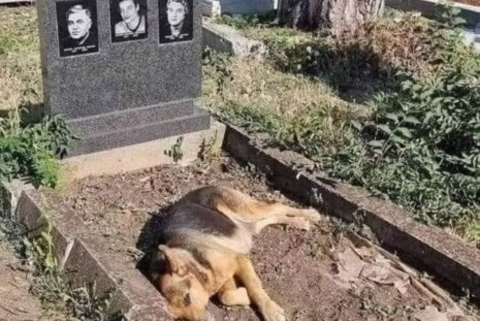 Un câine vine zilnic și se întinde pe mormântul stăpânilor săi: "Există ceva în lume numit iubire adevărată, profundă, dezinteresată"