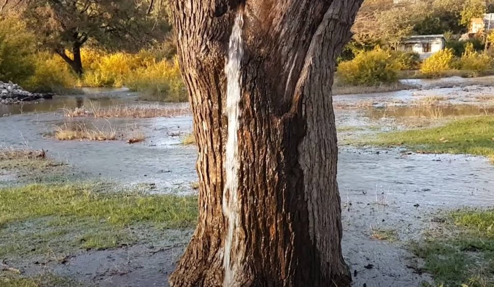 Fenomen uluitor: Copacul din care ţâşneşte apă două zile pe an!