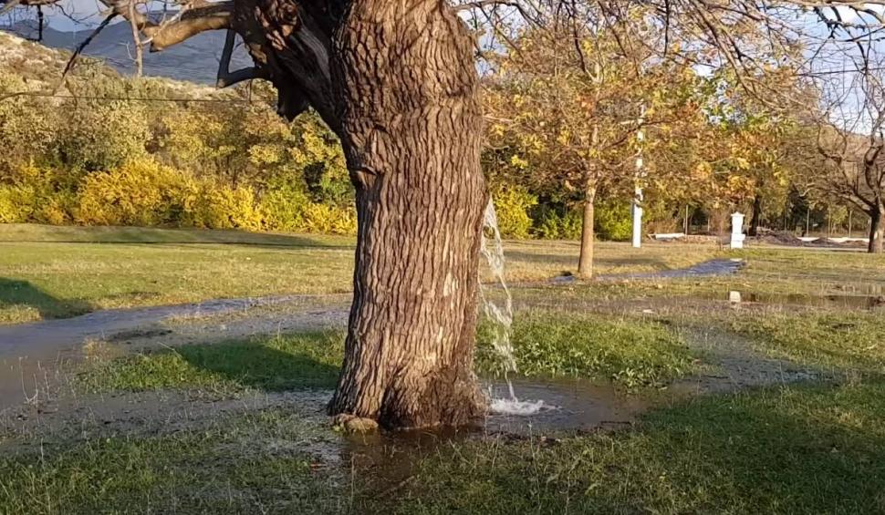 Fenomen uluitor: Copacul din care ţâşneşte apă două zile pe an! 826719