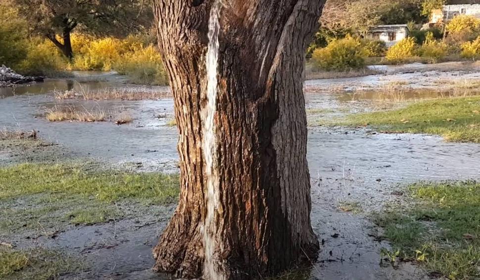 Fenomen uluitor: Copacul din care ţâşneşte apă două zile pe an! 826720