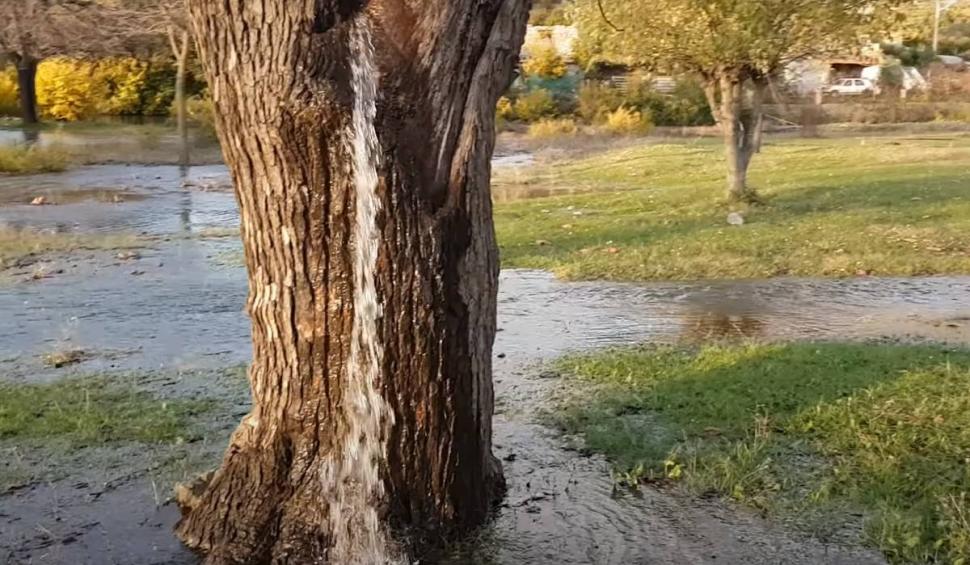 Fenomen uluitor: Copacul din care ţâşneşte apă două zile pe an! 826721