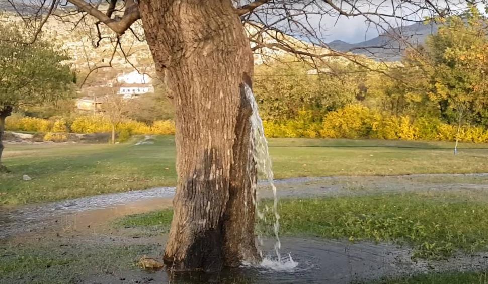 Fenomen uluitor: Copacul din care ţâşneşte apă două zile pe an! 826722