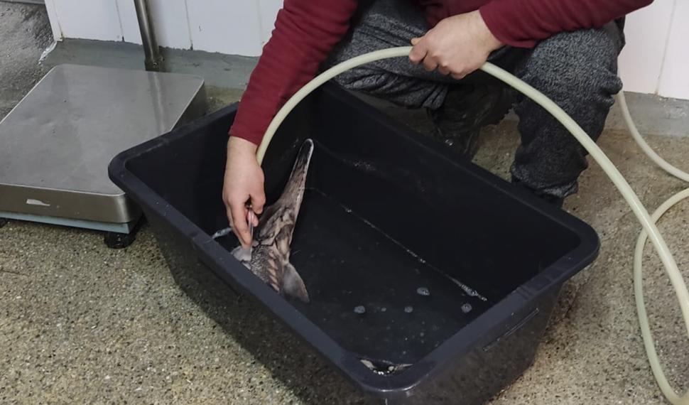 Tânăr din Tulcea, prins cu un peşte rar în portbagaj, ale cărui icre se vând cu sute de lei 826736