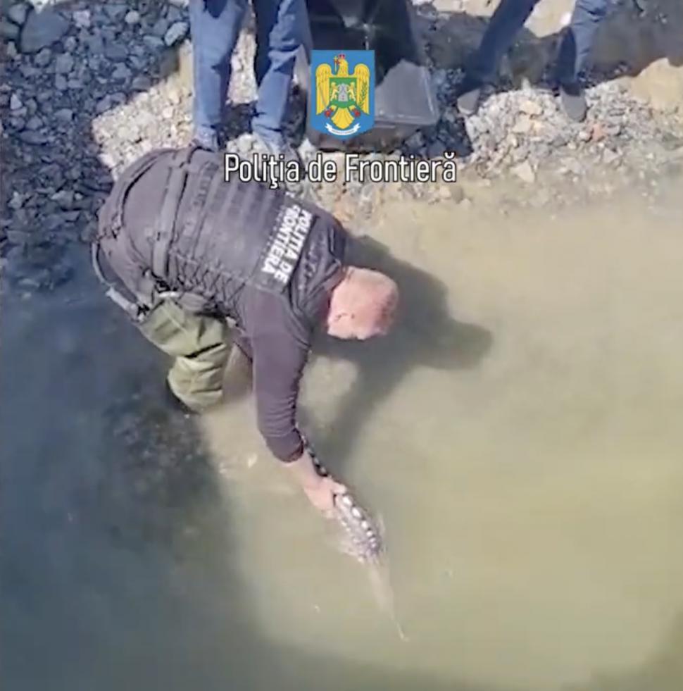 Tânăr din Tulcea, prins cu un peşte rar în portbagaj, ale cărui icre se vând cu sute de lei 826737