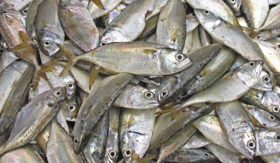 Țara în care cu salariul minim poți cumpăra doar două kilograme de pește ieftin