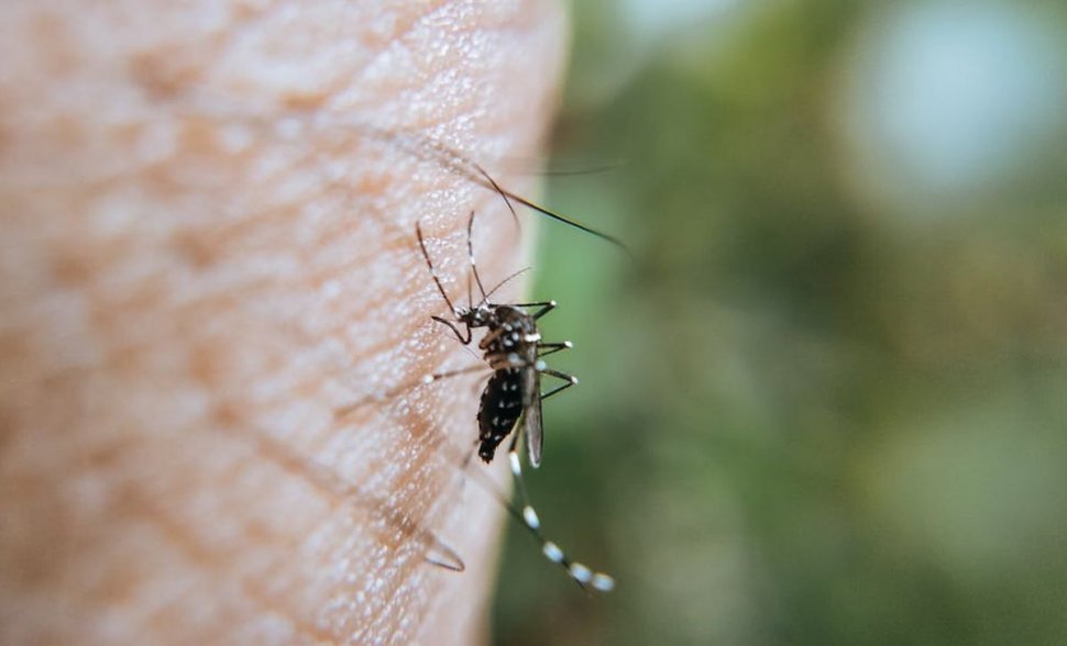 OMS avertizează asupra înmulţirii ţânţarilor care transmit boli virale în Europa