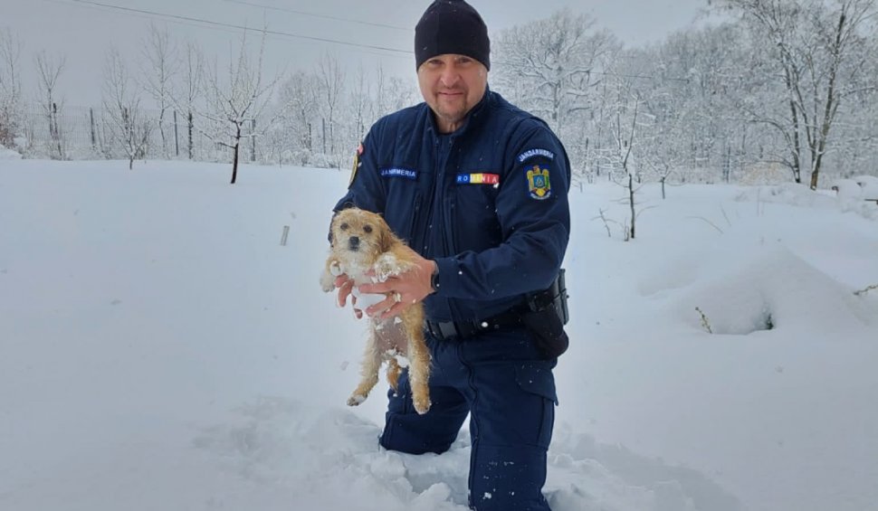 "Vă rugăm să ne ajutați să-i găsim stăpânii!": Apelul jandarmilor din Iași, după ce au salvat un cățeluș îngropat în zăpadă