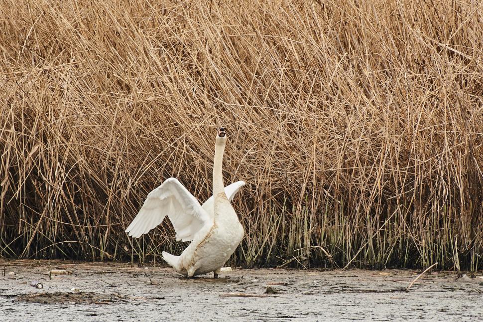 "Reîntâlnirea a fost de o emoție deosebită" | Lebedele îndrăgostite "Tică și Reta", din nou împreună! Veterinarii l-au salvat pe mascul, după ce a fost atacat cu pietre 827200