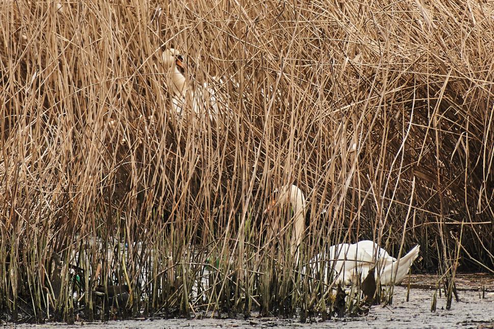 "Reîntâlnirea a fost de o emoție deosebită" | Lebedele îndrăgostite "Tică și Reta", din nou împreună! Veterinarii l-au salvat pe mascul, după ce a fost atacat cu pietre 827201