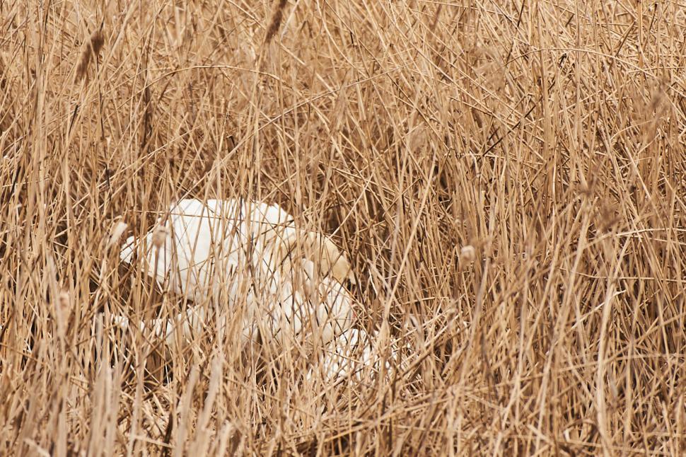 "Reîntâlnirea a fost de o emoție deosebită" | Lebedele îndrăgostite "Tică și Reta", din nou împreună! Veterinarii l-au salvat pe mascul, după ce a fost atacat cu pietre 827202