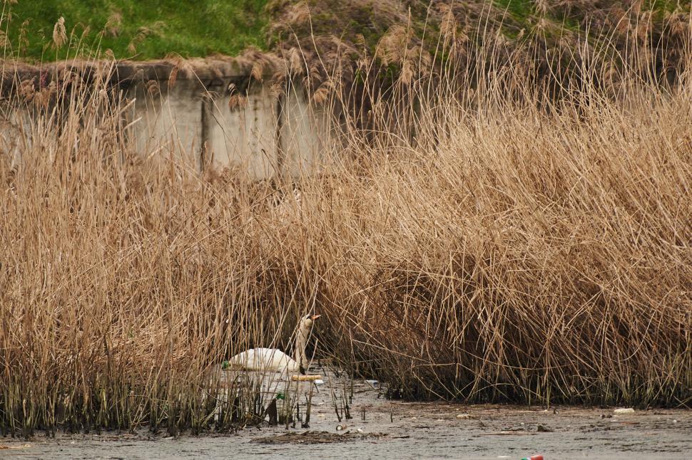 "Reîntâlnirea a fost de o emoție deosebită" | Lebedele îndrăgostite "Tică și Reta", din nou împreună! Veterinarii l-au salvat pe mascul, după ce a fost atacat cu pietre 827203