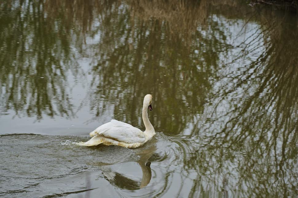"Reîntâlnirea a fost de o emoție deosebită" | Lebedele îndrăgostite "Tică și Reta", din nou împreună! Veterinarii l-au salvat pe mascul, după ce a fost atacat cu pietre 827204
