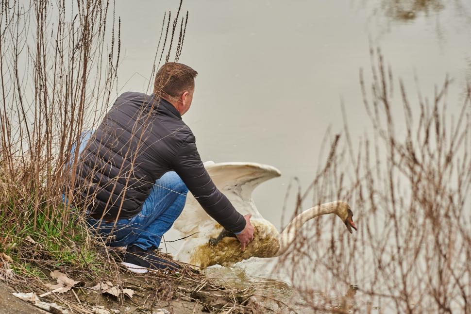 "Reîntâlnirea a fost de o emoție deosebită" | Lebedele îndrăgostite "Tică și Reta", din nou împreună! Veterinarii l-au salvat pe mascul, după ce a fost atacat cu pietre 827205