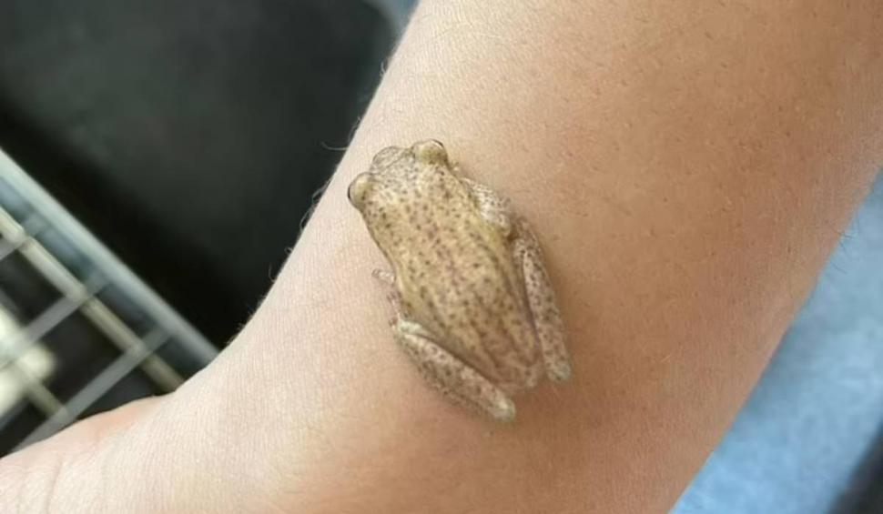 Ce a putut să găsească o femeie într-o pungă cu banane, de la magazin: "Ce naiba este asta?" 827278