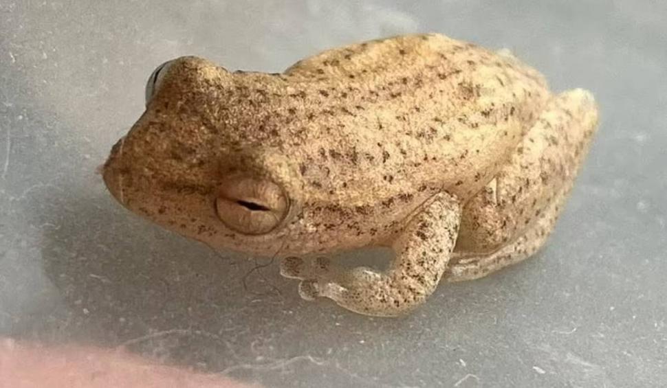 Ce a putut să găsească o femeie într-o pungă cu banane, de la magazin: "Ce naiba este asta?" 827280