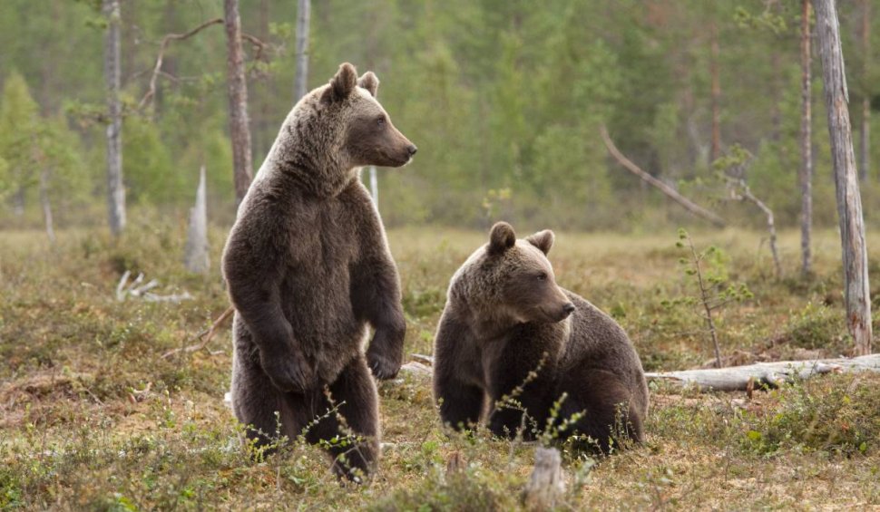 Doi urși care dădeau târcoale grădinii zoologice din Târgu Mureș au fost prinși: "Au fost relocați într-un loc sigur pentru toată lumea"
