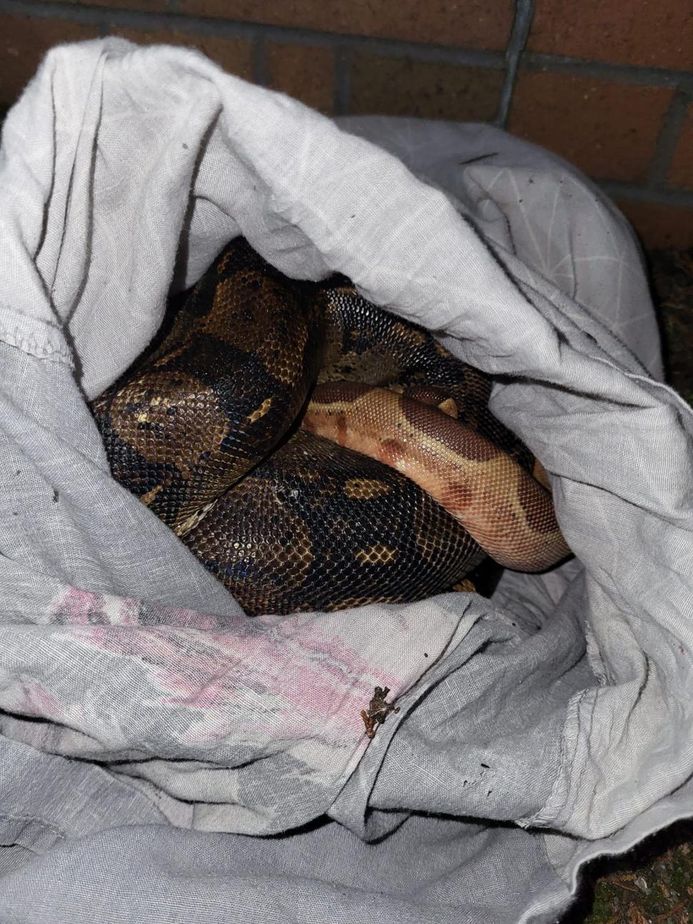 O femeie a sunat la Poliţie, după ce a găsit pe marginea unui drum mai multe feţe de pernă care aveau ceva viu în ele: "Instinctul meu a știut" 828111