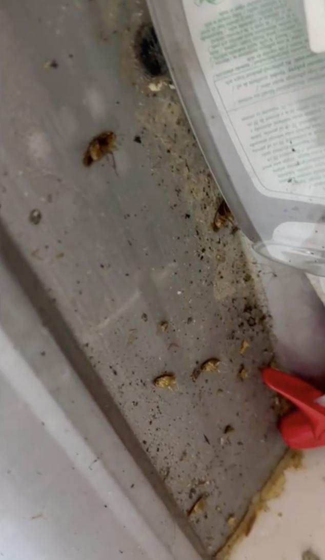 Alimente expirate și ținute printre gândaci, în piețele din București. ANPC a dat amenzi uriașe 828302