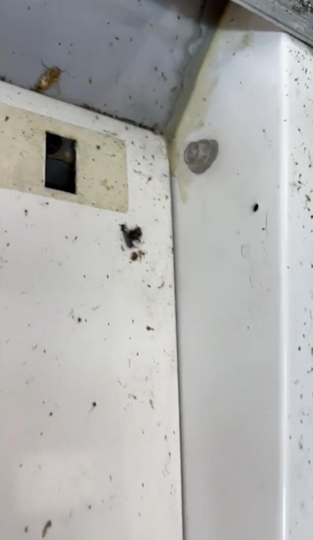 Alimente expirate și ținute printre gândaci, în piețele din București. ANPC a dat amenzi uriașe 828305