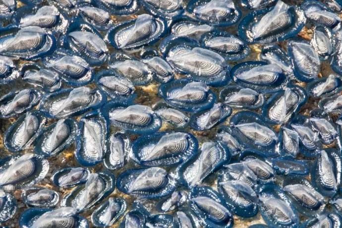 "Nu le atingeţi! Înţeapă pe toţi cei care le ating" | Panică pe o plajă, după ce mai multe creaturi albastre misterioase au eşuat pe coasta de vest a SUA 828615