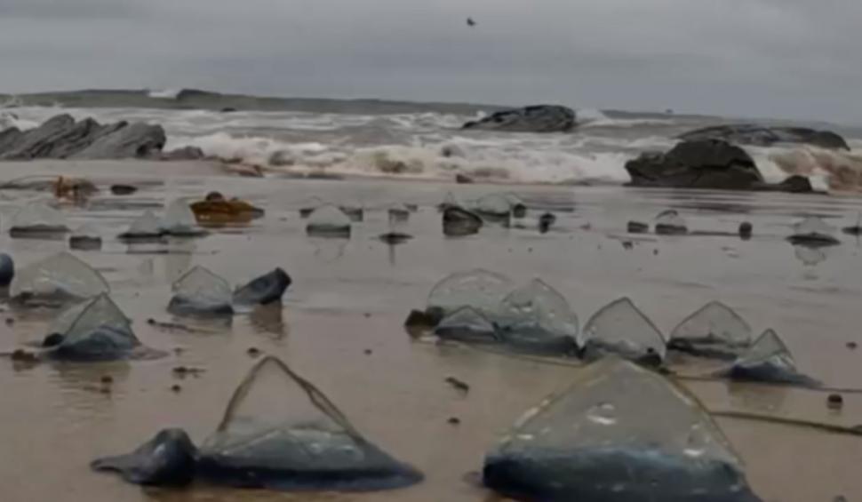 "Nu le atingeţi! Înţeapă pe toţi cei care le ating" | Panică pe o plajă, după ce mai multe creaturi albastre misterioase au eşuat pe coasta de vest a SUA 828616