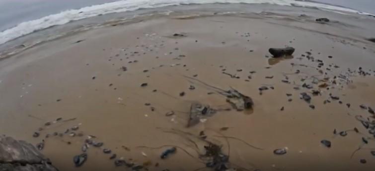 "Nu le atingeţi! Înţeapă pe toţi cei care le ating" | Panică pe o plajă, după ce mai multe creaturi albastre misterioase au eşuat pe coasta de vest a SUA 828617