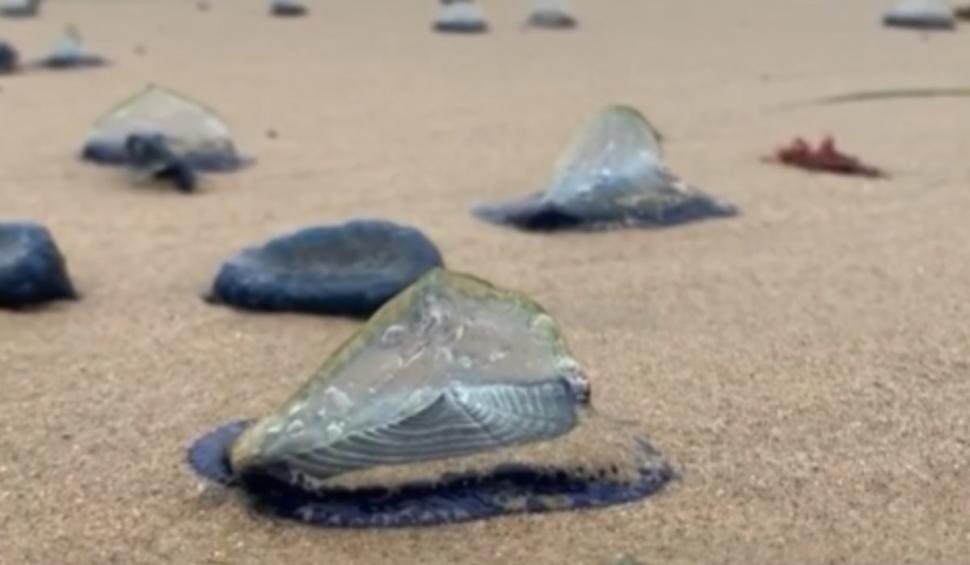 "Nu le atingeţi! Înţeapă pe toţi cei care le ating" | Panică pe o plajă, după ce mai multe creaturi albastre misterioase au eşuat pe coasta de vest a SUA 828619